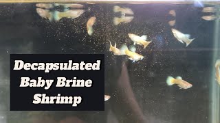 Feeding Decapsulated Brine Shrimp To My Guppy Fish guppy guppyfish guppybreeder guppybreeding [upl. by Peonir]