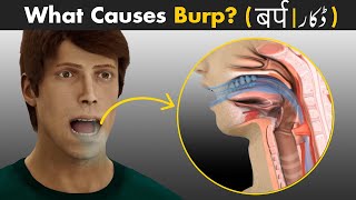 Why Do We Burp  How To Reduce Burps [upl. by Lig]