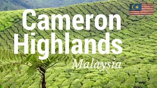 Cameron Highlands Tour Mossy Forest  Malaysia  14012017 Vlog  15 [upl. by Hoopen]