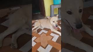 Brazil dog barking sounds shorts viralBrazil🇧🇷 dog barking soundshortsviral [upl. by Yrad]