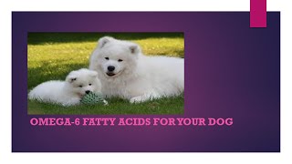 Omega6 Fatty acids for your dog [upl. by Fonzie]