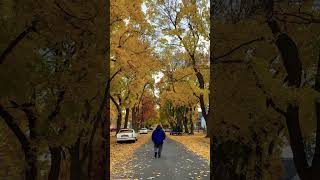 Kalispell autumn stroll 10242024 🍂🎃💯🤙🏾 autumn fallfoliage tbt fbf kalispell montana [upl. by Terej]