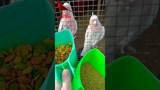 Pellets from nutribird for Budgies and Major Mitchell Cockatoo  Aviary Birds Nutrition birds [upl. by Aij905]