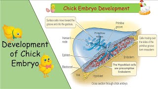 Development of Chick Embryo in UrduHindi  Made Easy  Fsc part 2 [upl. by Acirderf]