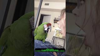 Parrots imitating their owners coughing sound😆🤣🤣 [upl. by Nola]