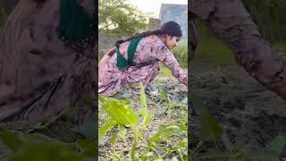 youtubeshorts trending desi shortvideo shorts [upl. by Ellezaj]