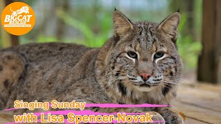 It’s time for Singing Sunday w Lisa amp Carole at Big Cat Rescue singing to Shiloh bobcat 09 10 2023 [upl. by Lehctim508]