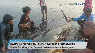 Penampakan Hiu Tutul dan Paus Raksasa Terdampar di Pantai [upl. by Bart]