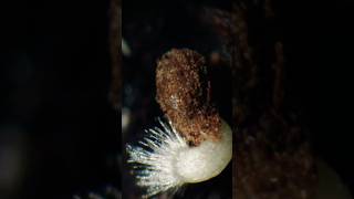 Elegant clarkia seed germination time lapse [upl. by Humbert869]