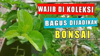 WAJIB DI KOLEKSI 35 Jenis Tanaman Yang Bisa Dijadikan Pohon Bonsai [upl. by Eresed]