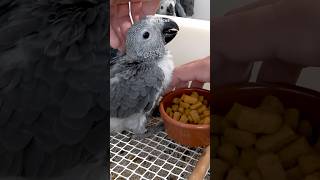 African grey parrot baby one month old weaning pellets birds [upl. by Queen]