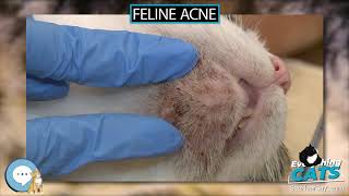 Feline acne 🐱🦁🐯 EVERYTHING CATS 🐯🦁🐱 [upl. by Ymmaj563]