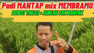 Review padi Mantap mix Membramo Unggul bobot dan jumlah zak Real 9 ton lebihha [upl. by Toll62]