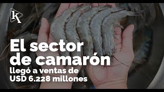 El sector de camarón aumentó el volumen de exportación pero redujo sus ventas [upl. by Merrily178]