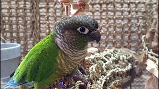 7 hours of conure parakeet singing and calling sounds [upl. by Secundas]