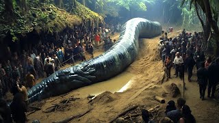 A Maior Cobra do Mundo Descoberta em Uma Caverna [upl. by Hahnke455]