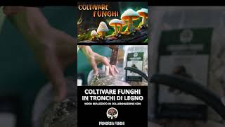 COME INOCULARE I TASSELLI DI MICELIO NEI TRONCHI DI LEGNO  TRUCCHI X COLTIVARE FUNGHI FACILMENTE [upl. by Inol]