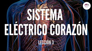 3 SISTEMA ELÉCTRICO CORAZÓN ESTRUCTURA Y FUNCIÓN DEL SISTEMA CARDIOVASCULAR [upl. by Bianchi]