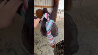 NO I DID NOT PULL HER FORELOCK HARD👺 horse ilovemyhorse bopit equestrian [upl. by Adnorehs]