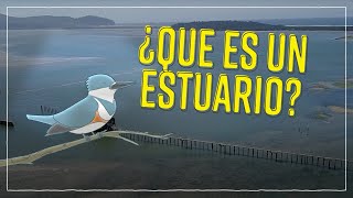 ¿Qué es un Estuario [upl. by Nitza]