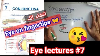 Eye lectures 7 conjunctiva  parts of conjunctiva bulbarConjuctiva Palpebral conjunctivitis [upl. by Santa]