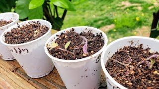 Week 4 Seedlings Damping Off vs Over Fertilizing  How to Pot Up a Tomato Plant [upl. by Ellinehc]