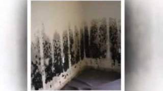 Mildew vs Mold How to Identify [upl. by Naid]