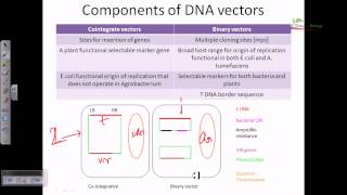 Cointigrate vector and binary vector [upl. by Handal]