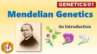 Mendelian Genetics P F1 and F2 Generation FLGenetics01 [upl. by Kirkwood]