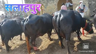 Salahpur Pashu Mandi  Murrah Buffalo  Haryana Bhes  Cow Market  Sahiwal Cow  New Video  Jersey [upl. by Pelagia428]