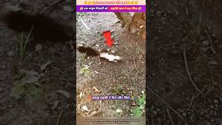 एक मासूम गिलहरी को जहरीले साप ने काट लिया 😭🙏 animal animals animallover animalrescue duck [upl. by Neliac]