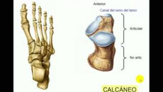 OSTEOLOGIA DE MIEMBRO INFERIOR 9 Diagnostico X [upl. by Neelyahs]