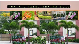 Foxtail palm 🌴  Dracaena pink  Chaina doll  Mix Tikoma plant bholinidhinursery homeplants [upl. by Gregoor]