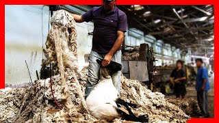 🧶🐑 Modern SHEEP FARMING Technologies  Wool Processing Factory  Sheep Shearing [upl. by Ashlie]