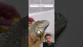 😳 animals reptiles animalrescue iguana lizard youtube short [upl. by Eive761]