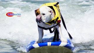 2011 Loews Dog Surfing Contest Imperial Beach San Diego [upl. by Glialentn]