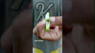 Flute with pen cuttings  sentohub  camping survival bushcraft outdoors skill sentohub [upl. by Tedmund]