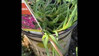 44 Ice Plant Delosperma  How To Propagate 🌱🌿🌞🌺 [upl. by Ylime]