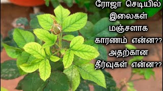 வெளிறிப்போன ரோஜா செடி இலைகள் பச்சை நிறமாக மாற முக்கிய டிப்ஸ் Tips to treat yellow leaves in Rose [upl. by Nitsej]