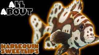 All About The Harlequin Sweetlips or Spotted Sweetlips or Clown Sweetlips [upl. by Assilen]