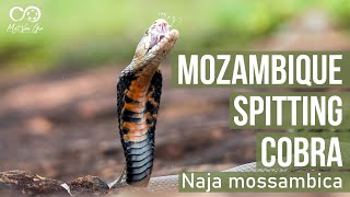 Mozambique Spitting Cobra Naja mossambica  Herping South Africa [upl. by Tonina]