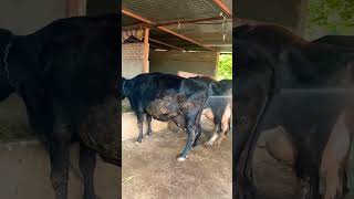 RATHOD DAIRY FARM GUJARAT cow dairyfarm business milking trending subscribe [upl. by Notsua]