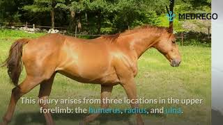 Horse Tendon amp Ligament Injuries and 7 Ways to Treat Them [upl. by Ahseei]