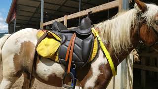 Hilason Synthetic Western Treeless Saddle review part 2 [upl. by Wina]