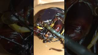 Venezuelan giant centipede Scolopendra gigantea black morph feeding black cricket [upl. by Coben415]