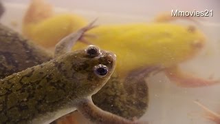 アフリカツメガエル おたまじゃくしXenopus laevis [upl. by Cordie845]