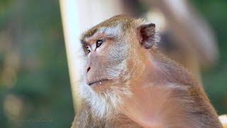 Crabeating or Longtailed Macaque Macaca fascicularis  Javaneraffe oder Langschwanzmakak [upl. by Wendel710]