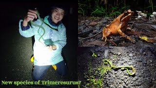 Đi dạo đêm trên đường gặp quá nhiều xác rắn  Herping on the road and encounter new species [upl. by Reggi]