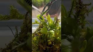 The Carnivorous Plant  Venus flytrap [upl. by Marigold]