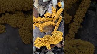 Insect Egg Slime Mold  Leocarpus fragilis pulsing and growing in Timelapse [upl. by Maupin]